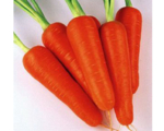Морковь Абако F1 (фр. 2,0 - 2,2 ) (1 000 000 сем)