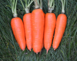 Морковь Проминанс (Апекс)  F1 (фр 2,0-2,2) (1 000 000 сем)