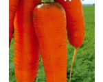 Морковь Курода Шантанэ (0,5 кг)